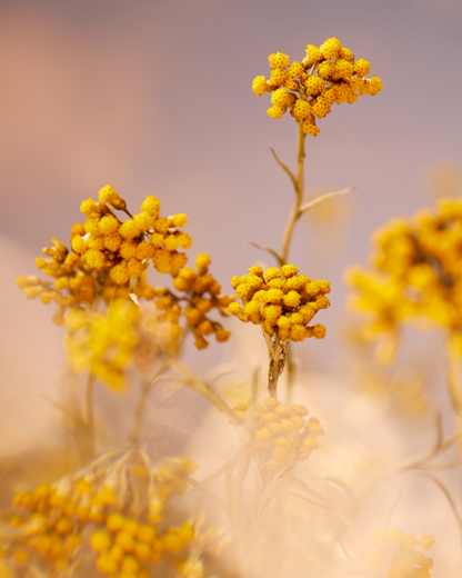 IMMORTELLE PRECIOUS ESSENTIAL WATER - gallery 4