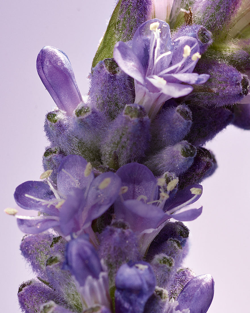 NIGHT SOOTHING DEFENSE ADVANCED SCALP SERUM - gallery 4