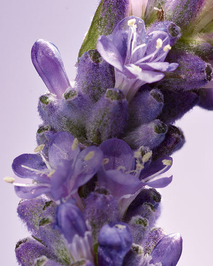 NIGHT SOOTHING DEFENSE ADVANCED SCALP SERUM - gallery 4